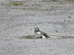 Motacilla alba lugens