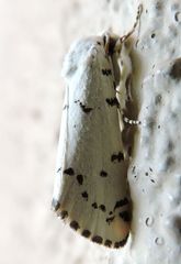 Grotella binda