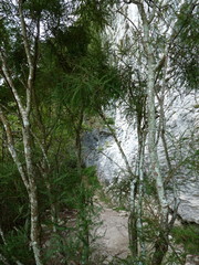 Sophora longicarinata