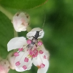 Molorchus bimaculatus