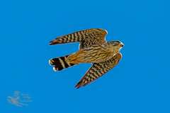 Falco columbarius
