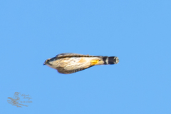 Falco columbarius