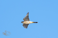 Falco columbarius