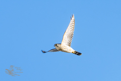 Falco columbarius