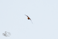 Falco columbarius