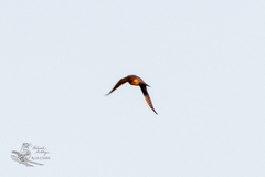 Falco columbarius