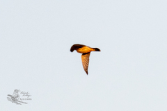 Falco columbarius