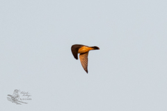 Falco columbarius