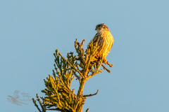 Falco columbarius