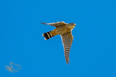Falco columbarius