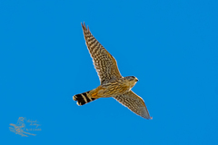 Falco columbarius