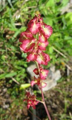 Rumex tuberosus creticus