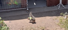 Sciurus stramineus