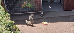Sciurus stramineus