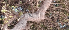 Sciurus stramineus