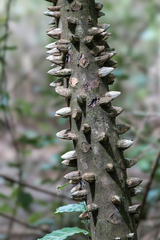 Zanthoxylum setulosum