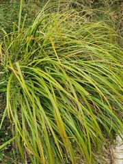 Carex coriacea
