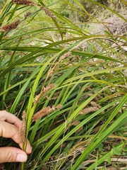 Carex coriacea