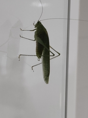Anaulacomerina