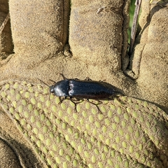Melanactes