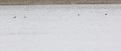 Tachybaptus ruficollis