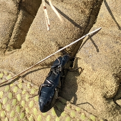 Melanactes