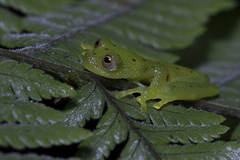 Nymphargus grandisonae