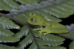 Nymphargus grandisonae