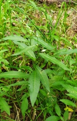 Persicaria hydropiper