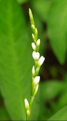 Persicaria hydropiper