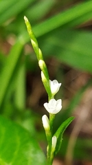 Persicaria hydropiper