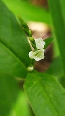 Persicaria hydropiper