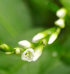 Persicaria hydropiper