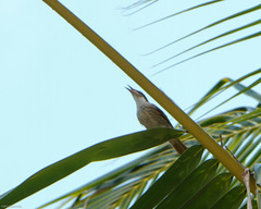 Gavicalis versicolor