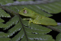 Nymphargus grandisonae