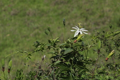 Passiflora peduncularis