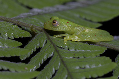 Nymphargus grandisonae