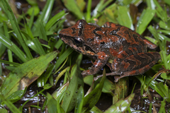 Pristimantis w-nigrum