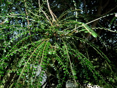 Sophora longicarinata