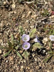 Phacelia douglasii