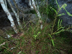 Sophora longicarinata