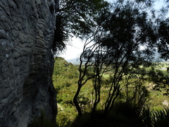 Sophora longicarinata