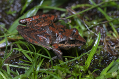 Pristimantis w-nigrum