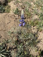 Lupinus benthamii