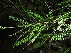 Sophora longicarinata