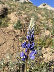 Lupinus benthamii