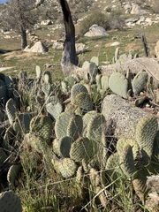 Opuntia basilaris treleasei