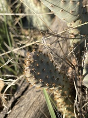 Opuntia basilaris treleasei