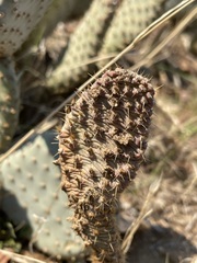 Opuntia basilaris treleasei