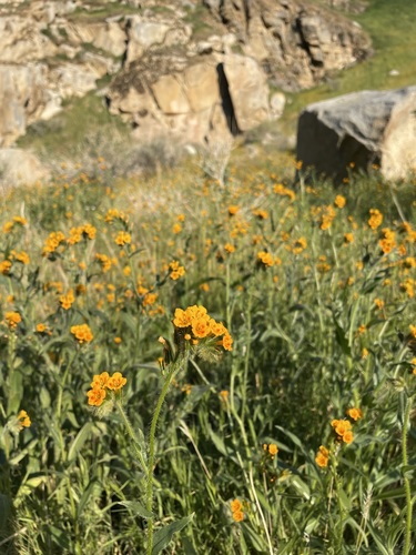 Eastwood's fiddleneck (Amsinckia eastwoodiae)